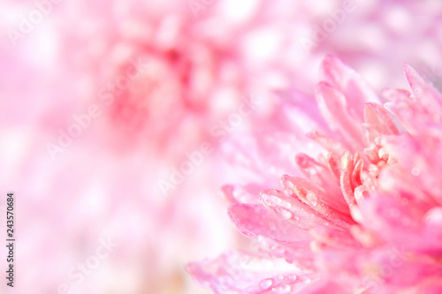 pink chrysanthemum flower with dew drops floral background