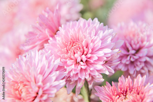 pink chrysanthemum flower with dew drops in the garden