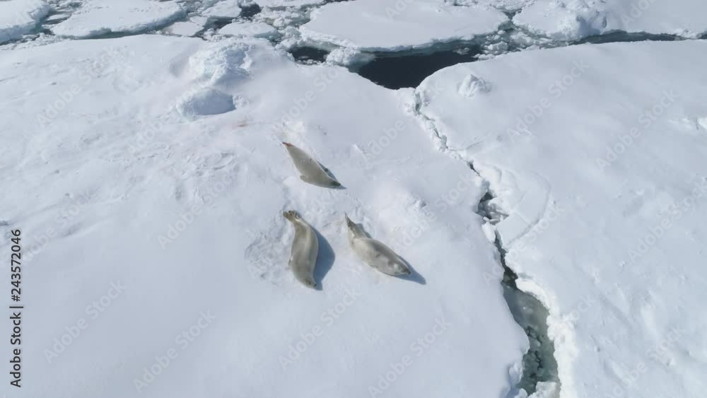 Antarctica Crabeater Seal Weddell Play on Iceberg. South Pole Glacier Spring Melting Ice Aerial Drone View. Funny Arctic Animal Dance on Coastline Top Down Footage 4K (UHD) Antarctica Crabeater Seal Weddell Play on Iceberg. South Pole Glacier Spring Melting Ice Aerial Drone View. Funny Arctic Animal Dance on Coastline Top Down Footage 4K (UHD)