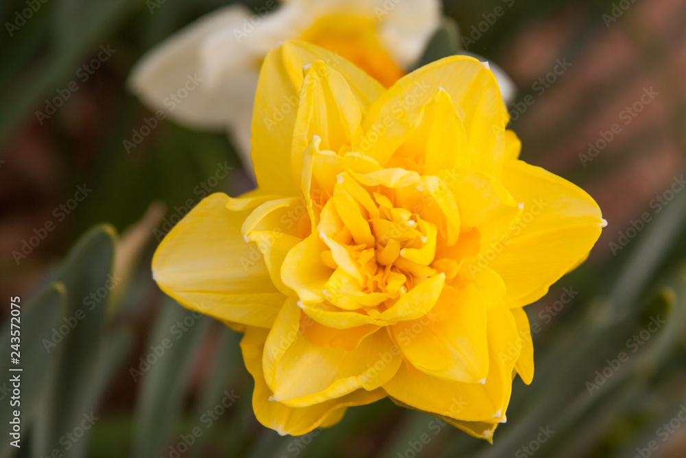 Obraz premium daffodil