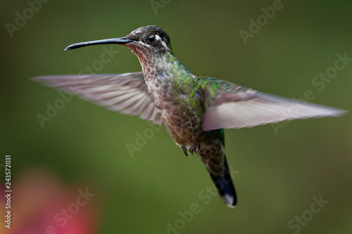Talamanca (Admirable) Hummingbird - Eugenes spectabilis is large hummingbird living in Costa Rica and Panama.