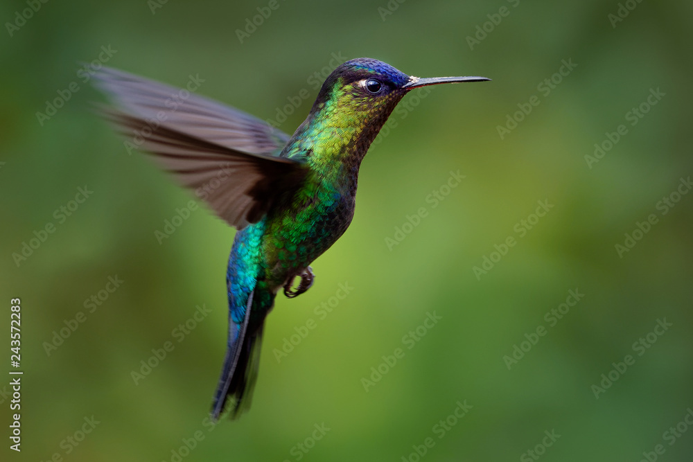 Fototapeta premium Fiery-throated Hummingbird - Panterpe insignis medium-sized hummingbird breeds only in the mountains of Costa Rica and Panama