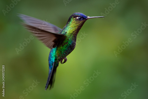 Obraz na plátně Fiery-throated Hummingbird - Panterpe insignis medium-sized hummingbird breeds o