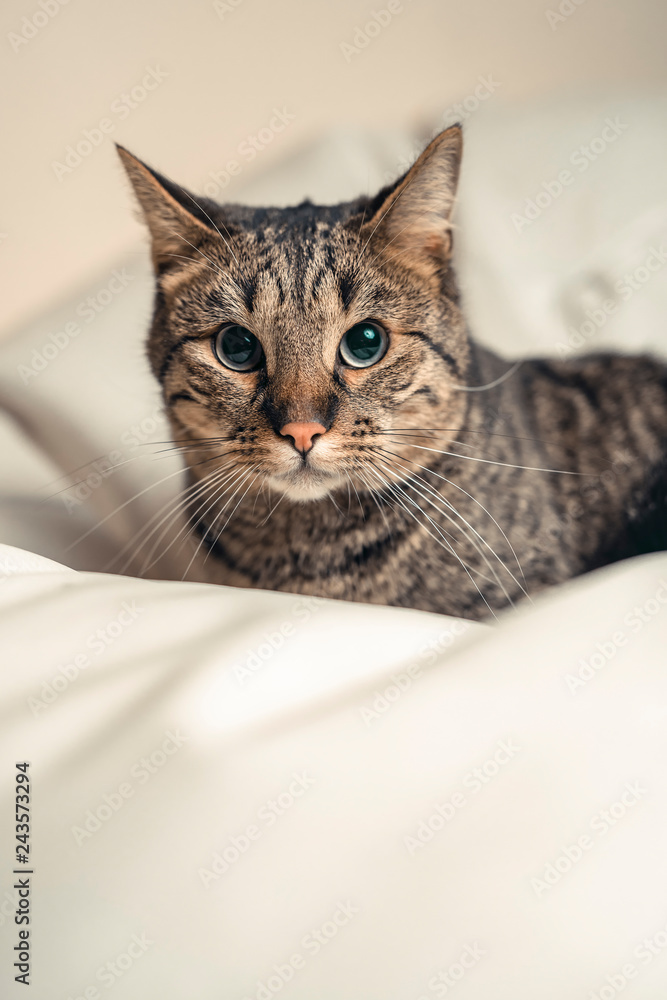 Brown domestic cat relaxing on a cushion or a pillow Brown domestic cat relaxing on a cushion or a pillow