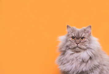 portrait cute fluffy gray cat lays on a pastel pink background and looks up on copyspace. Pet is isolated on a pink background.Pet concept.