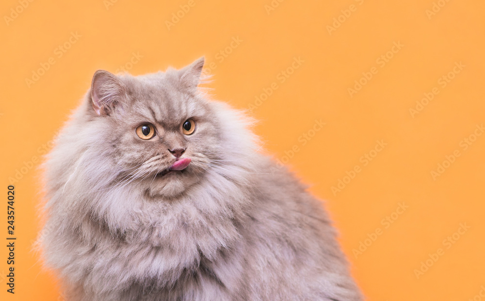 Close-up portrait of a fluffy gray cat on an orange background, licked by a tongue and looking to the side. Funny beautiful cat isolated on an orange background. Pets concept. Close-up portrait of a fluffy gray cat on an orange background, licked by a tongue and looking to the side. Funny beautiful cat isolated on an orange background. Pets concept.