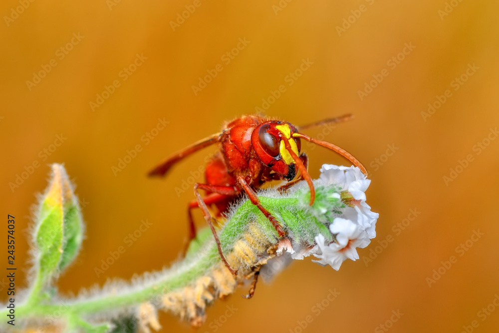 Naklejka premium Median wasp (Dolichovespula) portrait - Stock Image