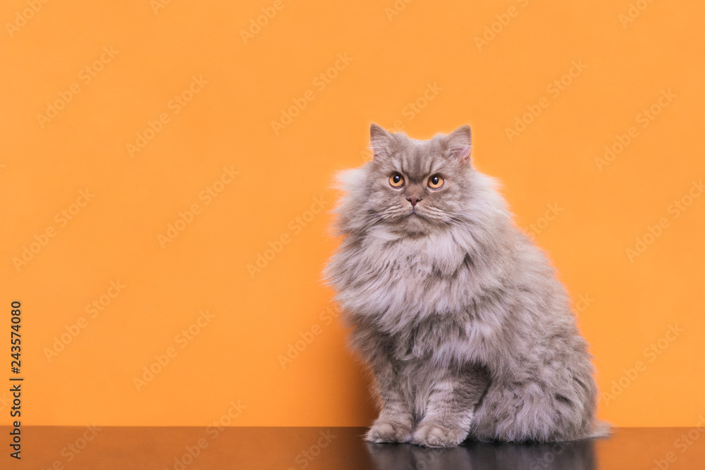 Photo of a fluffy gray cat sitting on an orange background and looking up. Beautiful cat is isolated on an orange background. Pet on a colored background. - obrazy, fototapety, plakaty 