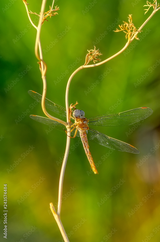 Macro shots, Beautiful nature scene dragonfly. Macro shots, Beautiful nature scene dragonfly.