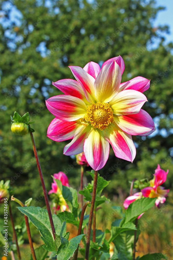 Fototapeta premium Dahlia flower
