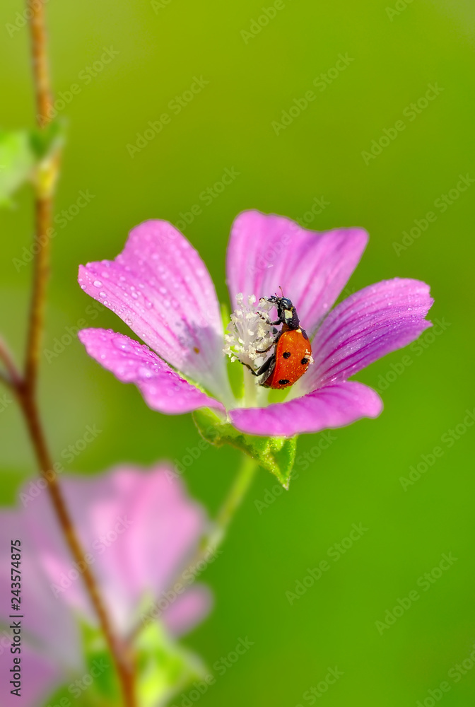 Ladybug on green leaf defocused background Ladybug on green leaf defocused background