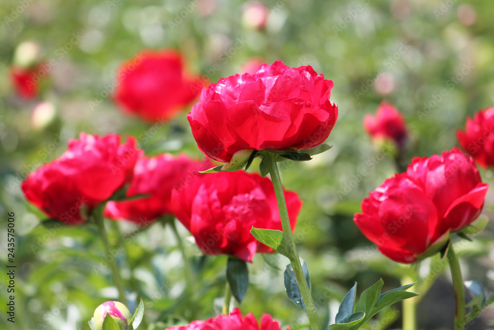 Pink peony flowers. Cultivar from the semi-double flowered garden group