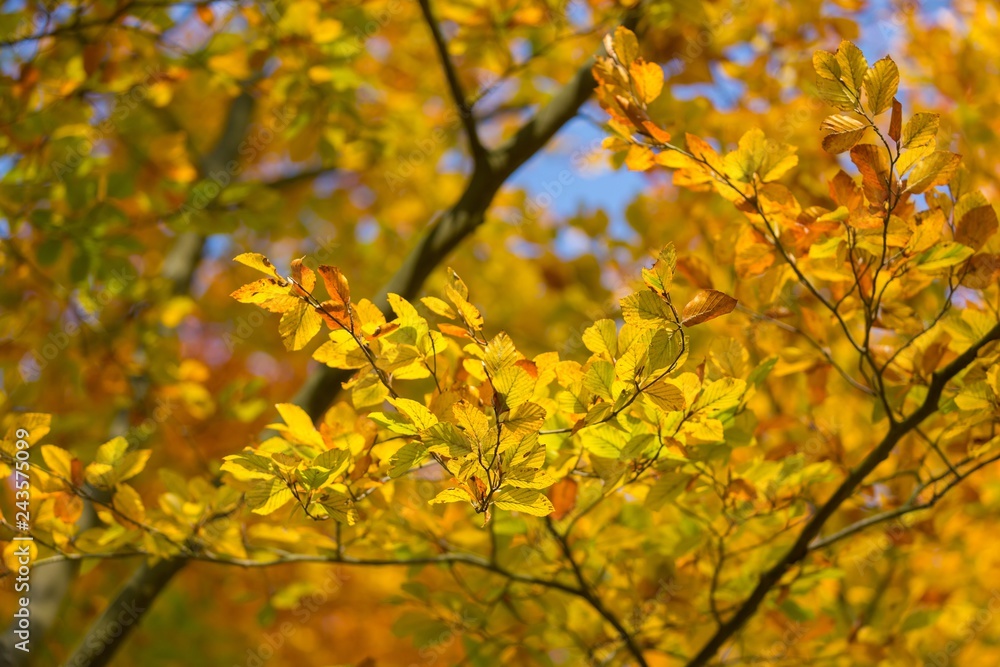 Beautiful golden beech leaves background Beautiful golden beech leaves background