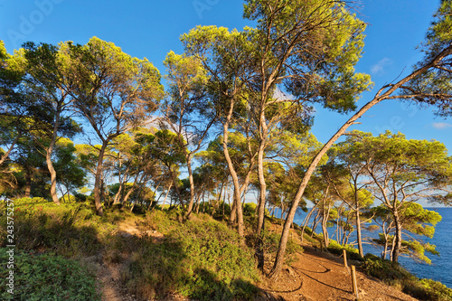 Trees on the slope of mountain against the blue sky.