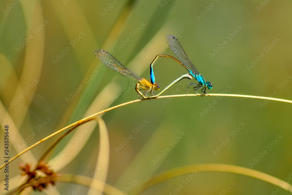 Macro shots, Beautiful nature scene dragonfly. Macro shots, Beautiful nature scene dragonfly.