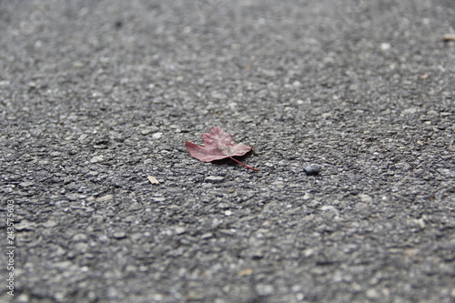 Tiny Leaf