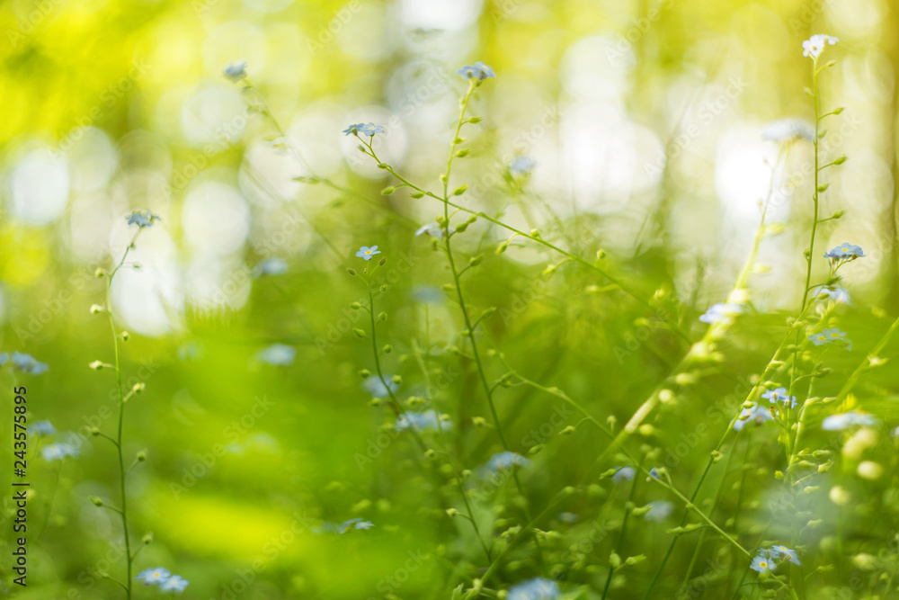 Abstract blurred nature green background with grass, plants, blue flowers with beautiful bokeh in yellow sunlight Abstract blurred nature green background with grass, plants, blue flowers with beautiful bokeh in yellow sunlight