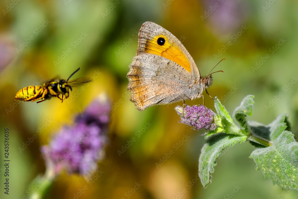 Fototapeta premium Beautiful butterfly sitting on flower in a summer garden