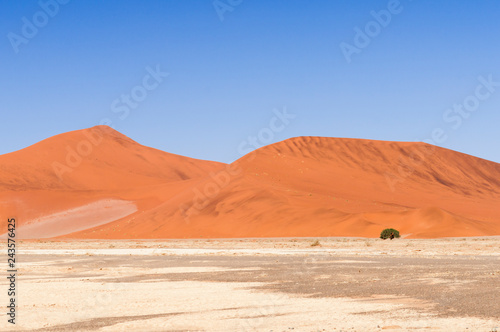 Dunes with acacia tree in the Namib desert   Dunes with acacia tree in the Namib desert  Namibia  Africa.