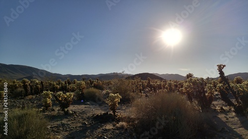 Desert Joshua Tree