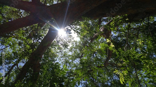 Nature