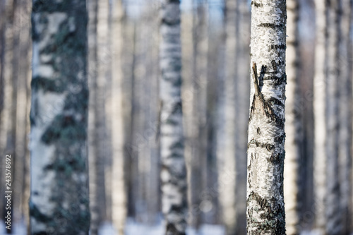 Birch tree forest in winter. Selective focus and shallow depth of field.