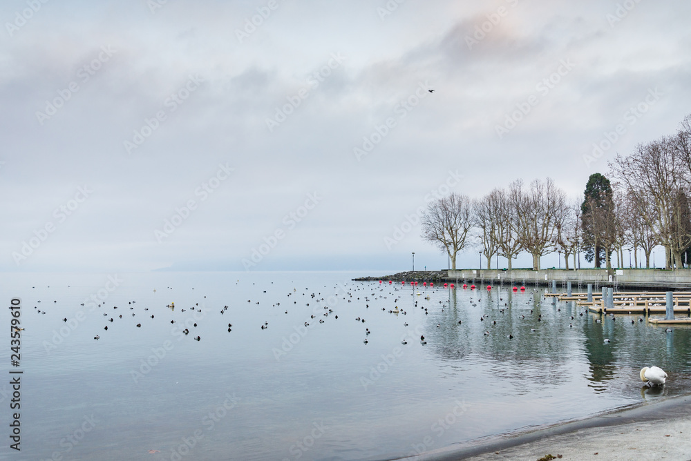 Beautiful tranquil dramatic colourful scenery of misty and cloudy lake Geneva with swimming bird and swan, waterside and pier without people in Lausanne, Switzerland in winter season evening time.