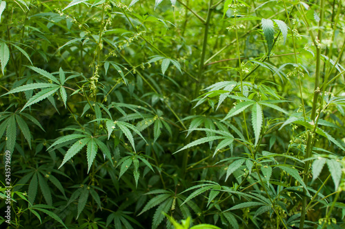 Marihuana plants growing