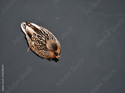 Single duck wimter day swimming in the lake from top view photo