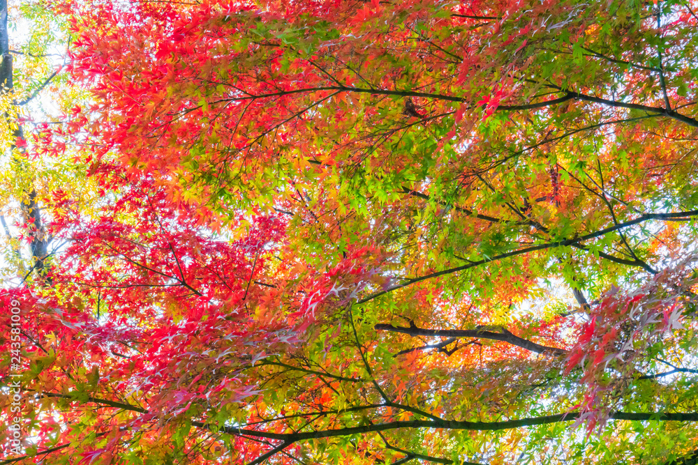 Colorful maple trees and golden branches of leaves in autumn (Japanese garden) Colorful maple trees and golden branches of leaves in autumn (Japanese garden)