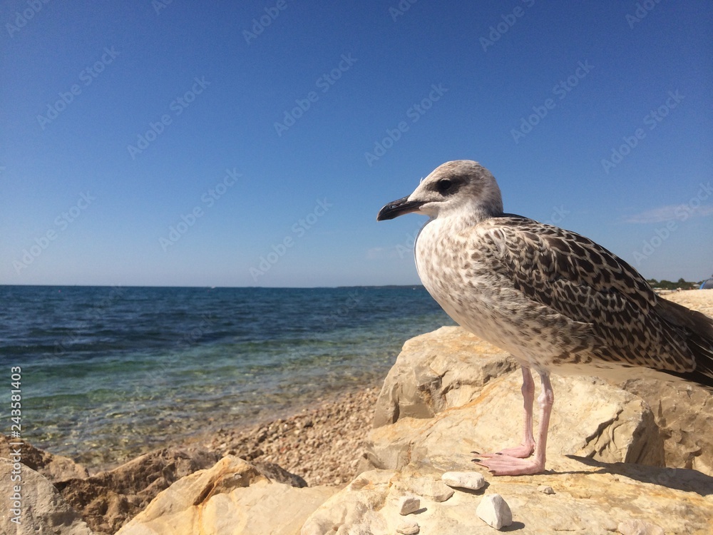 Obraz premium Möve am Strand