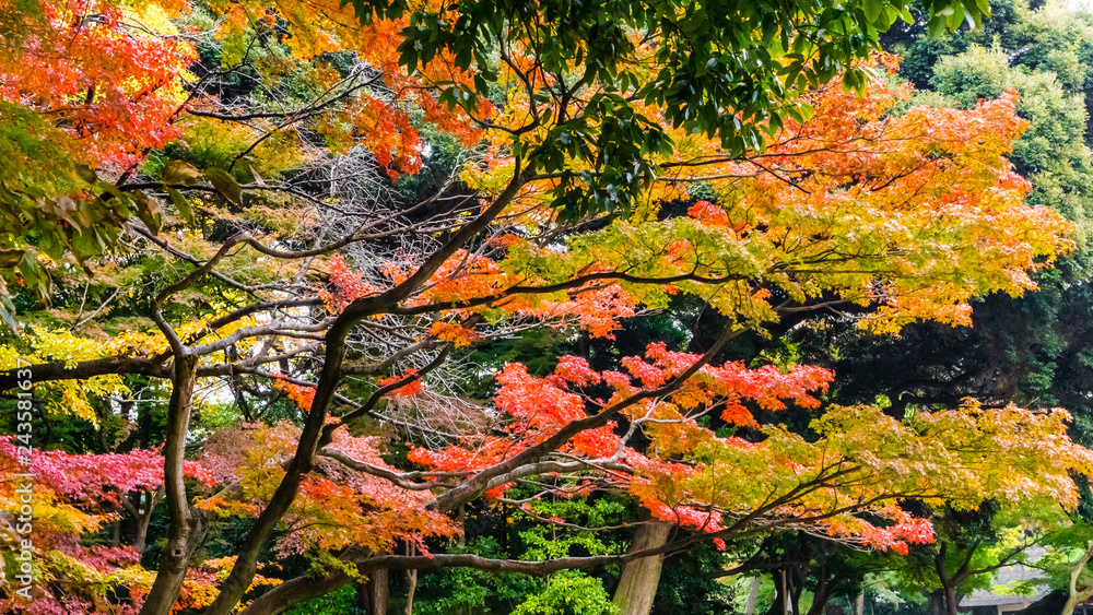 Colorful maple trees and golden branches of leaves in autumn (Japanese garden) Colorful maple trees and golden branches of leaves in autumn (Japanese garden)