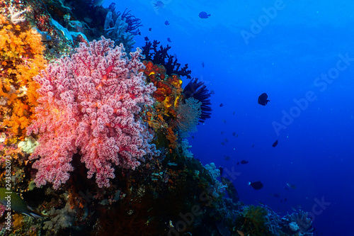 Beautiful pink coral