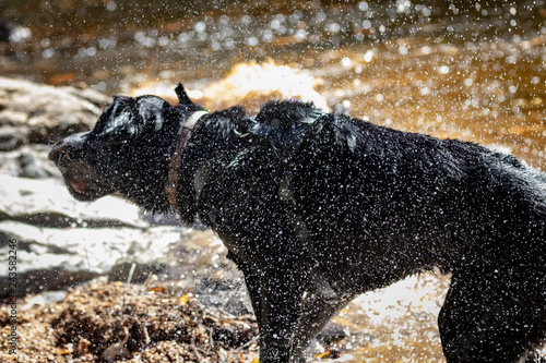 Black lab dog shaking water off outdoors in sunlight