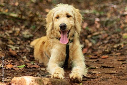 Portrait of golden dog laying outdoors in the woods