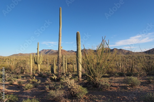 Saguaro  Carnegiea gigantea  and other cacti in the vicinity of Signal Hill in Saguaro National Park near Tucson  Arizona.