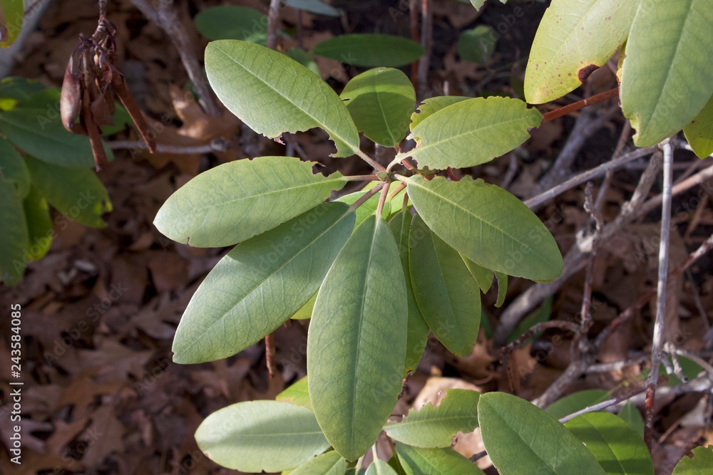 Obraz premium green leaves of tree
