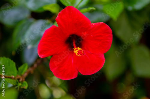 Obraz na plátně Red flower with peristyle and pollen