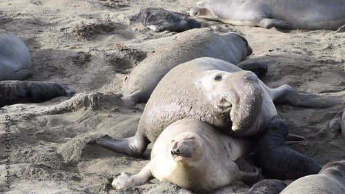 HD Video male elephant seal attempting to breed with female. Elephant seals breed annually and are seemingly faithful to colonies that have established breeding areas