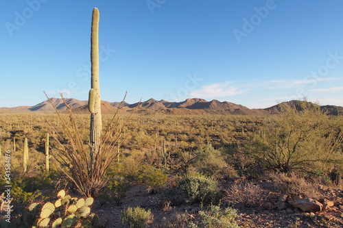 Saguaro, Carnegiea gigantea, and other cacti in the vicinity of Signal Hill in Saguaro National Park near Tucson, Arizona.