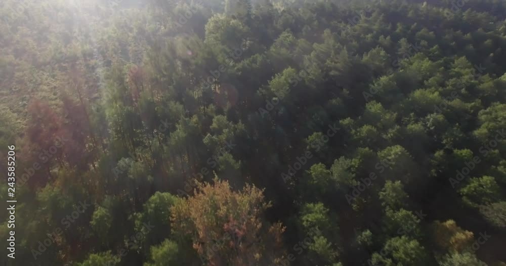 Aerial panoramic view of endless green tree tops on sunrise. Flying above pine woods forest in morning sun rays. Deforestation earth protection ecological tourism. Lumber camp logging wooding Aerial panoramic view of endless green tree tops on sunrise. Flying above pine woods forest in morning sun rays. Deforestation earth protection ecological tourism. Lumber camp logging wooding