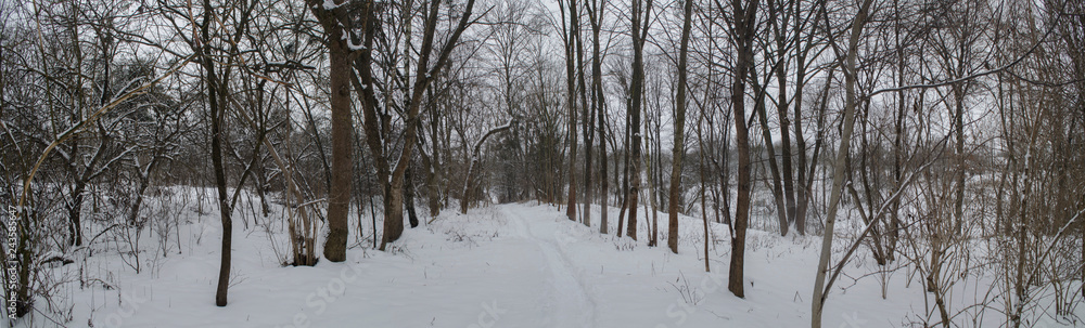 large horizontal winter panorama on the road through mixed forest large horizontal winter panorama on the road through mixed forest