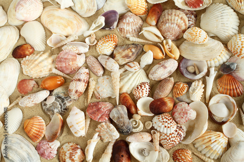 Sea shells and mussels on the sand