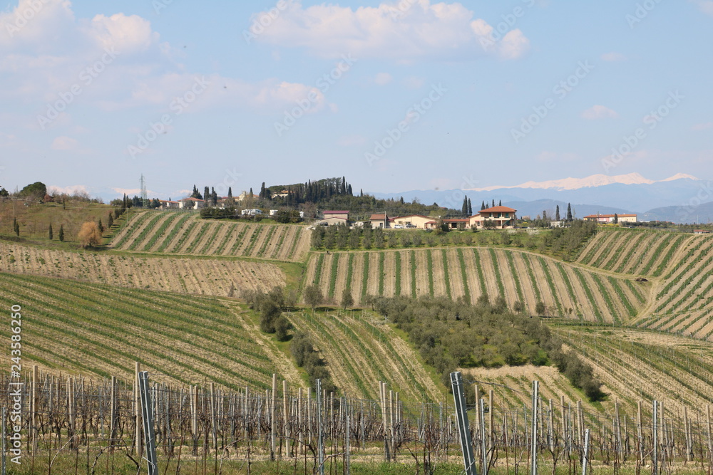 Tuscany vineyards moments