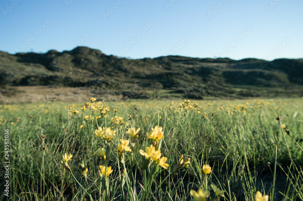 Obraz premium field of flowers