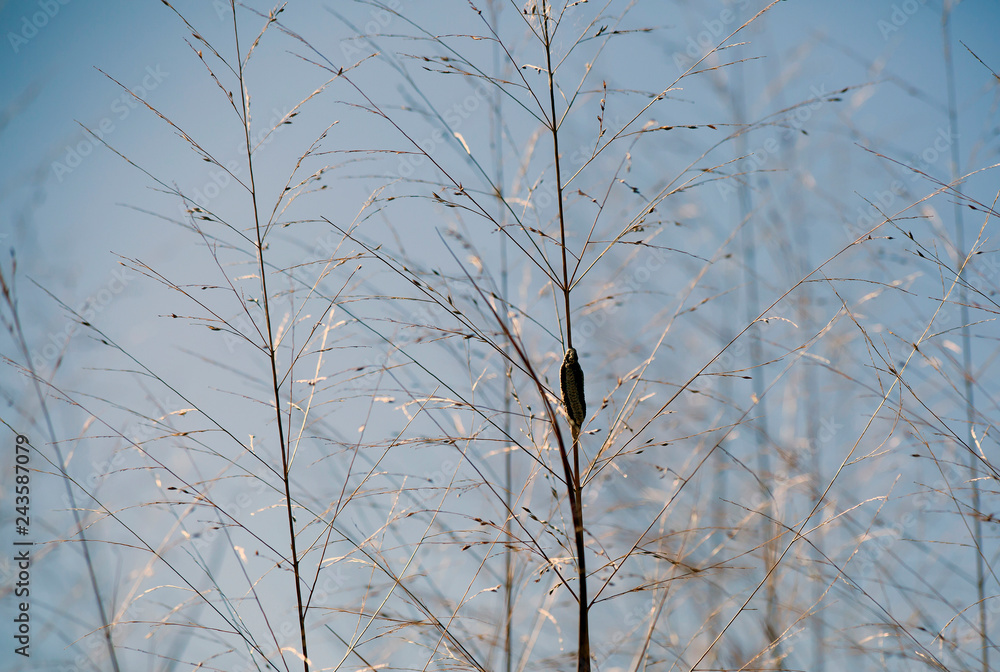 Prairie Grass