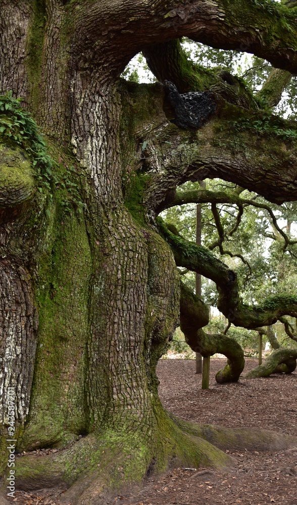 Angel oak near Charleston South Carolina a live oak believed to be between 400 and 500 years old