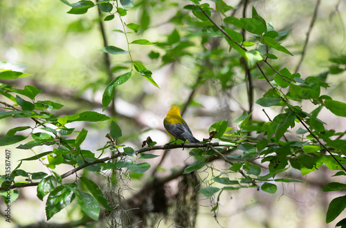 Prothonotary Warbler in Nature