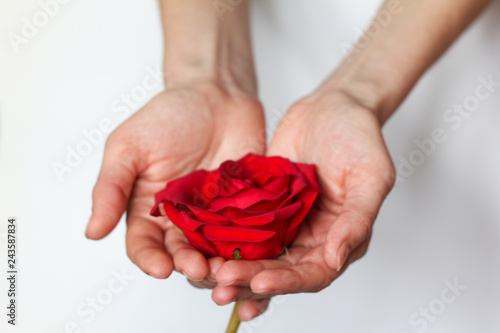 Red rose in hands over white background. Space for your text