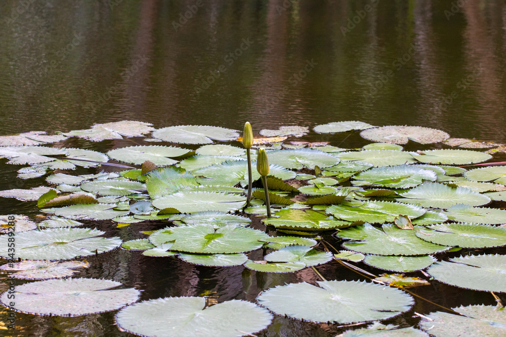 Botanical Garden of Rio de Janeiro Brazil Botanical Garden of Rio de Janeiro Brazil
